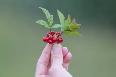 Red berry Rubus saxatilis or Stone bramble. clipart