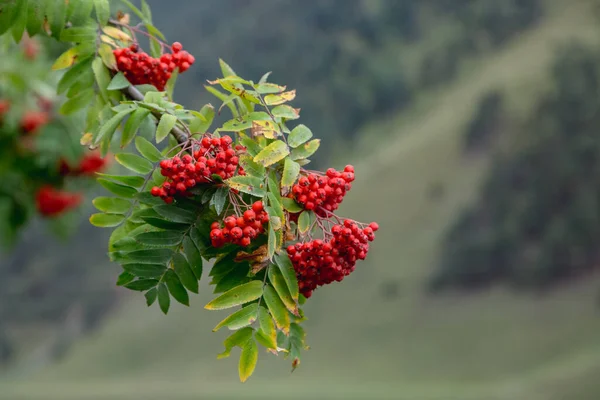 在枝头刷上成熟的红色山灰浆果 — 图库照片
