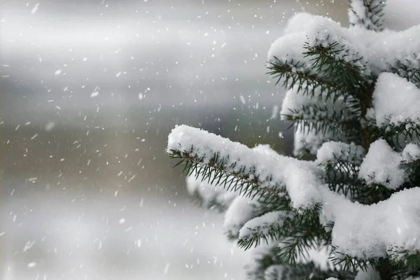 Снежинки Падают Елку Зимняя Погода — стоковое фото