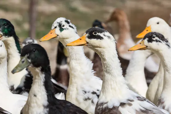 Ördek Sürüsü Yaklaşıyor Seçici Odak — Stok fotoğraf