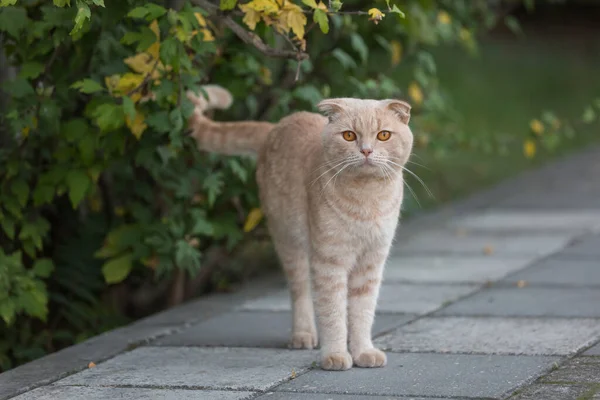 Червоний кіт з жовтими очима на вулиці. Самотній кіт . — стокове фото