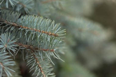 Ormandaki çam dalı. Spruce iğneleri yakın plan..