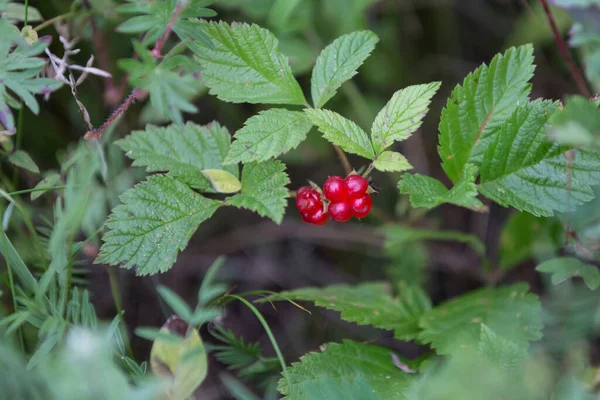 Rubus Saxatilis Stone Bramble Fruiting Plant Ripe Red Berries Wild — 图库照片
