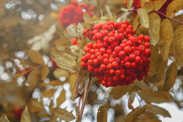 Bunches Rowan Mountain Ash Red Rowan Berries — 图库照片