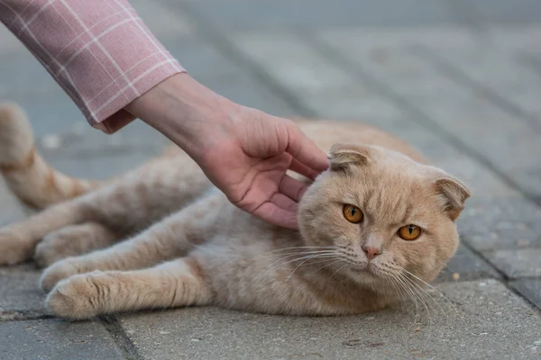Valaki Megsimogat Egy Hajléktalan Macskát Gyönyörű Vörös Macska — Stock Fotó