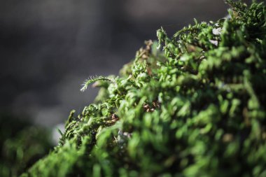 Yeşil yosun çalılıkları, yakın plan. Seçici odak.