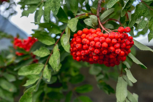 Dağ külünden kırmızı böğürtlen. Rowan demetleri.