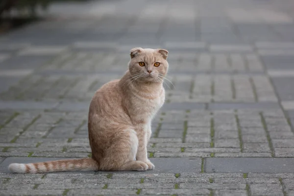 Бродячий Кіт Вулиці Красива Червона Кішка — стокове фото