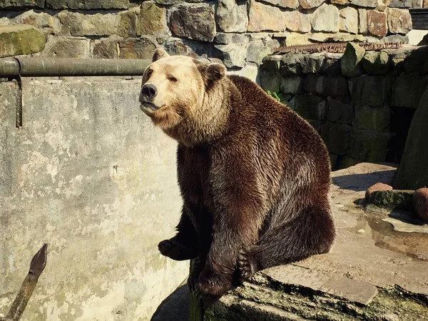 Urso Bonito Zoológico Foto — Fotografia de Stock