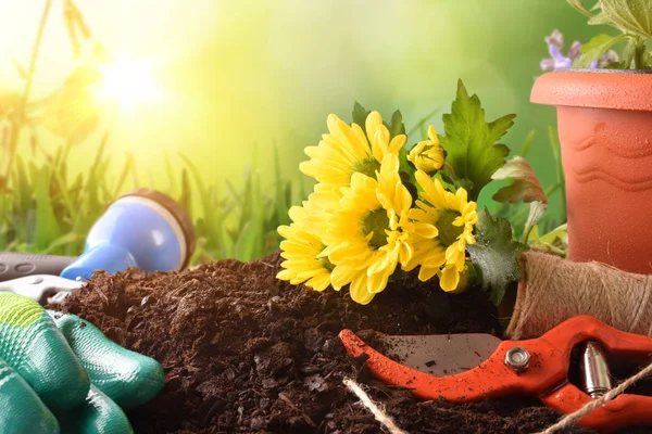 Bahçecilik aletleri ağaçlar bitki ve çiçek yeşil arka plan kuruluş birimi için