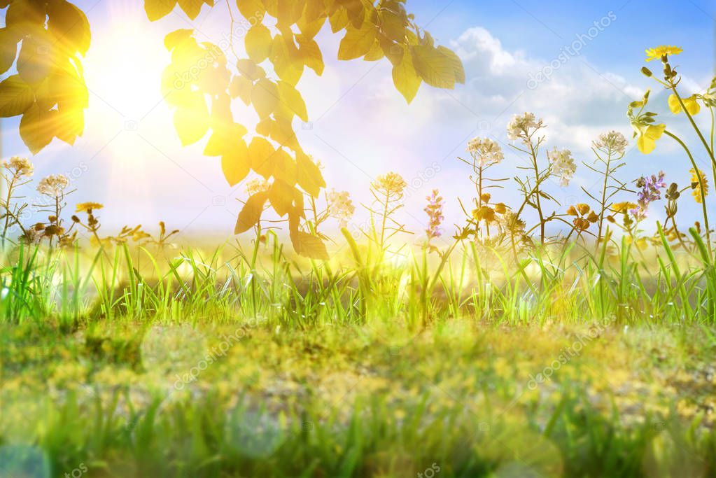 Spring concept composition background in nature with blue sky