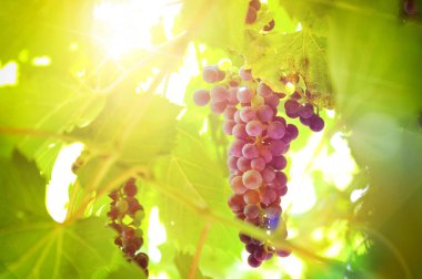 Bir bağ tesisinde üzerinde siyah üzüm demet