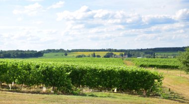Üzüm bağları ve mavi gökyüzü bulutlu manzara
