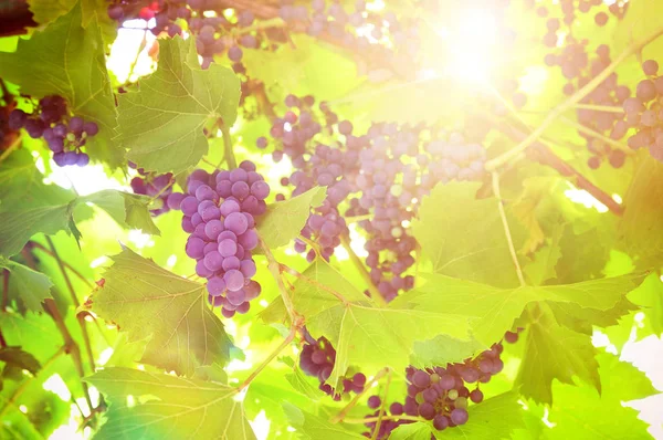 Bir bağ tesisinde üzerinde siyah üzüm demet