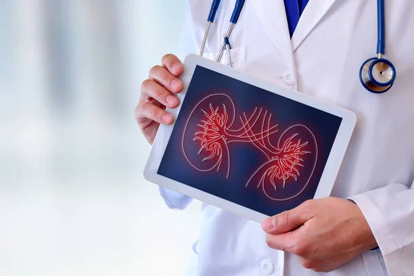 Doktor bir böbrek tablet portre üzerinde gösterilen
