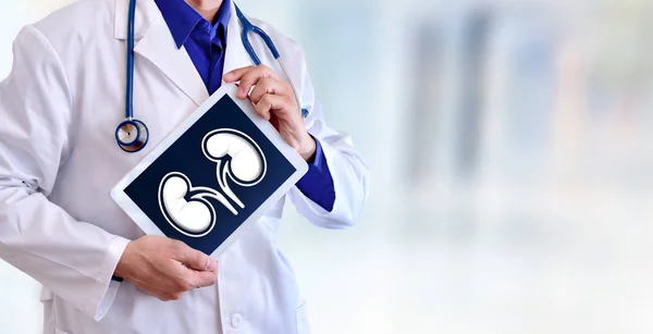 Doktor bir böbrek bir tablete önünde gösterilen