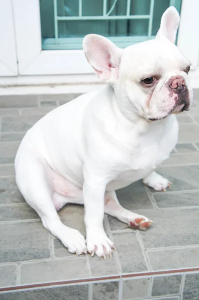 Bulldog francese è seduto sul pavimento — Foto Stock