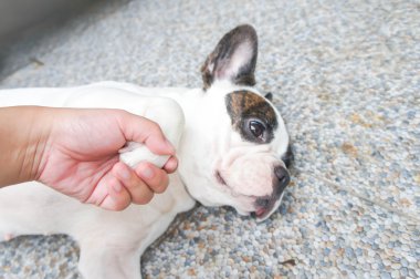 köpeği teslim, evcilleştirmek Fransız buldozer