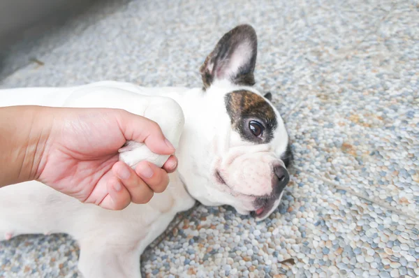 Mano fino cane, domare bulldog francese — Foto Stock