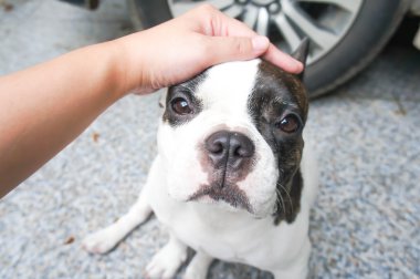 Birisi groping bir köpek, Fransız köpek