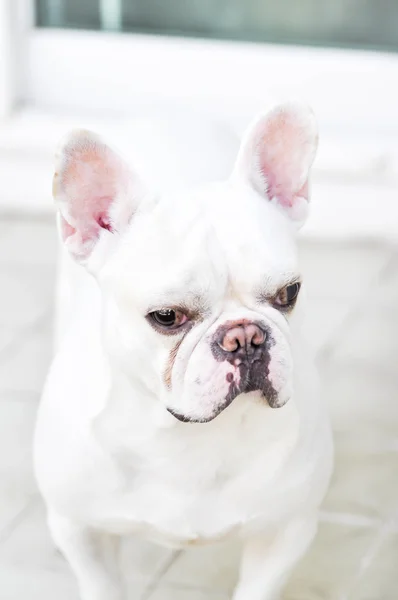 Franse bulldog is permanent — Stockfoto