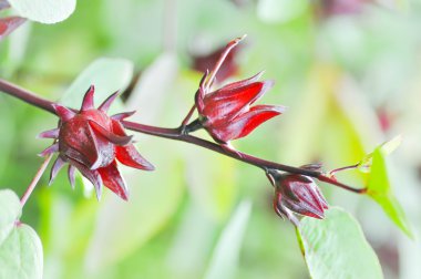 Roselle bitki, kırmızı kuzukulağı veya hibiscus sabdariffa
