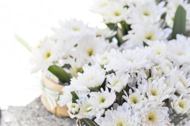 krizantem morifolium Ramat veya kasımpatı çiçeği