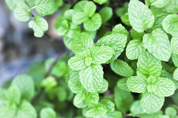 Peppermint plant, marsh mint or  mentha cordifolia — Stock Photo, Image