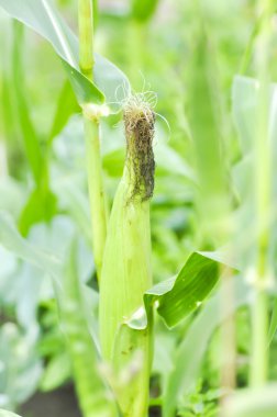sebze bahçesi tesisinde Mısır