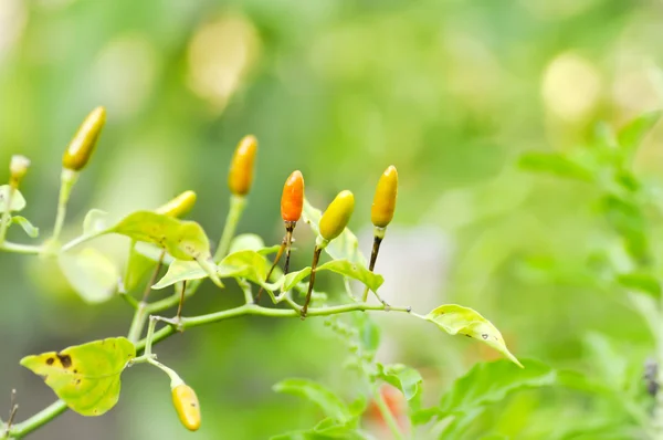 Kırmızı biber tesisi, chili bitki veya capsicum frutescens — Stok fotoğraf