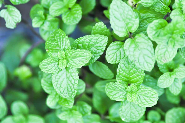 Peppermint plant, marsh mint plant or  mentha cordifolia — Stock Photo, Image