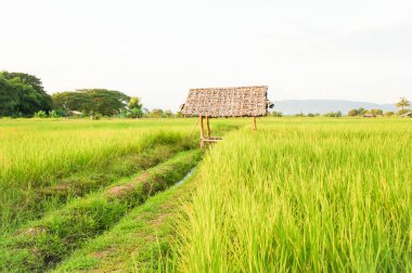 pirinç alan, paddy alan