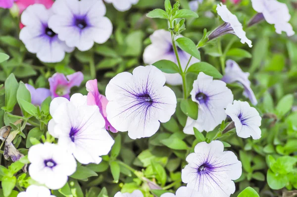 Petunia viola in giardino — Foto Stock