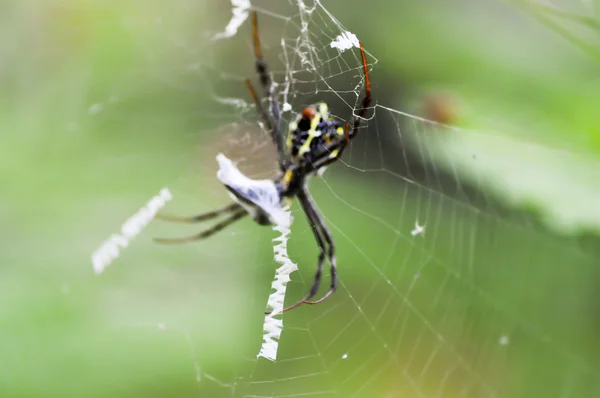 Tela de araña, tela — Foto de Stock