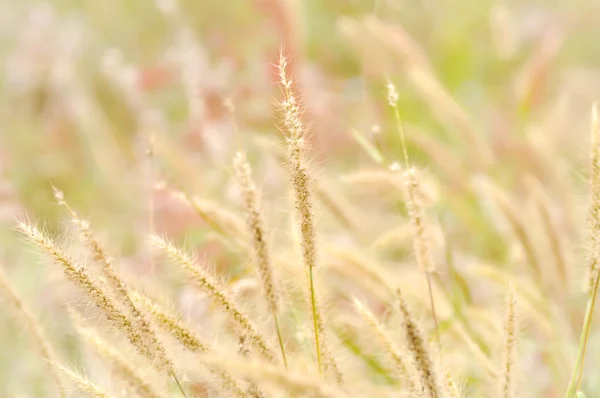 Gelbe Grasblume auf dem Feld, verschwommener Hintergrund — Stockfoto