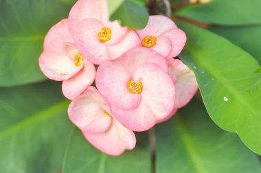 İsa Thorn, Euphorbia milii çiçek