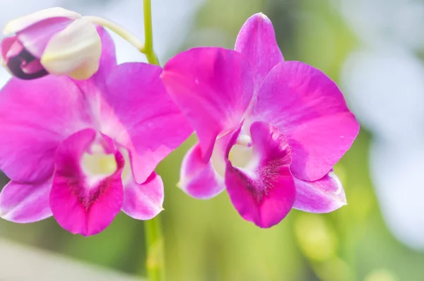 Orchid flower in the garden — Stock Photo, Image