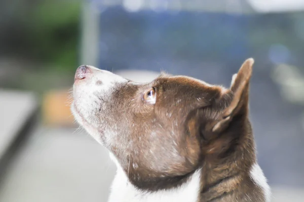 Melez köpek ya da bir sokak köpeği — Stok fotoğraf