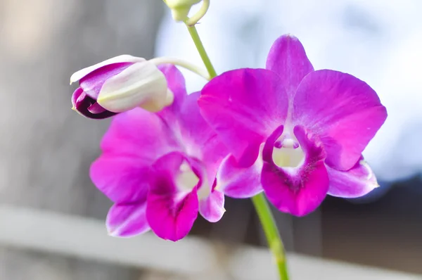 Flor de orquídea roja y blanca —  Fotos de Stock