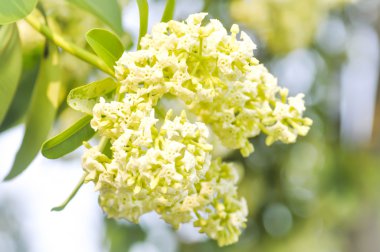 Dita, şeytan ağacı veya Alstonia scholaris 