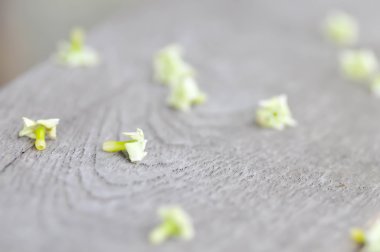 Dita, şeytan ağacı veya Alstonia scholaris çiçek yere düşmek