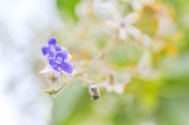 petrea volubilis çiçek