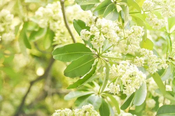 Dita, Devil Tree ou Alstonia scholaris — Fotografia de Stock