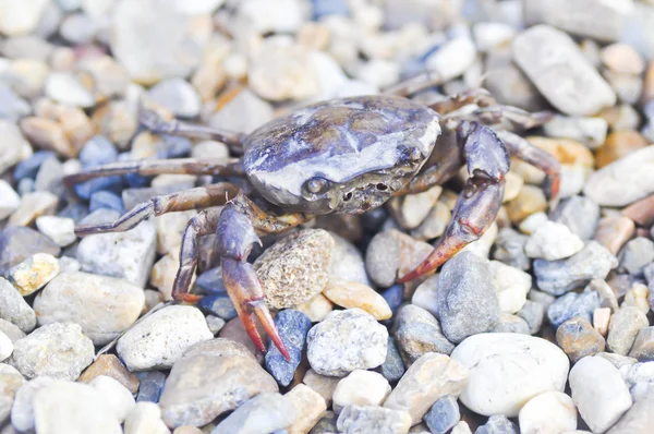 siyah alan yengeç veya siyah pirinç yengeç 