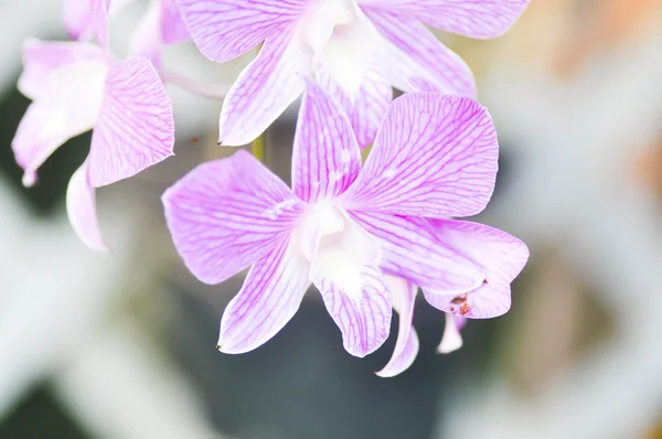 Flor de orquídea blanca y púrpura — Foto de Stock