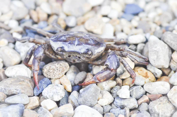 siyah alan yengeç, siyah pirinç yengeç yerde