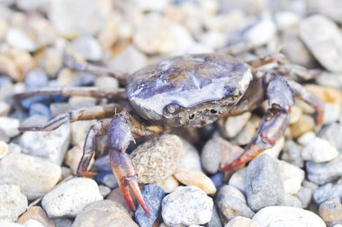 alan yengeç veya siyah pirinç yengeç yerde