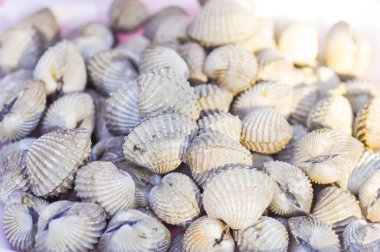 Ark kabuk, cockle veya tarak