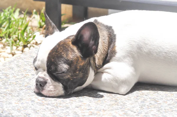 Bulldog francese, dormire Bulldog francese sul pavimento — Foto Stock