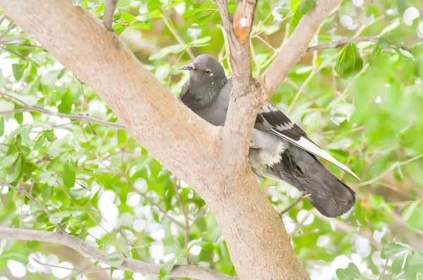 Güvercin, güvercin ağacı üzerinde — Stok fotoğraf